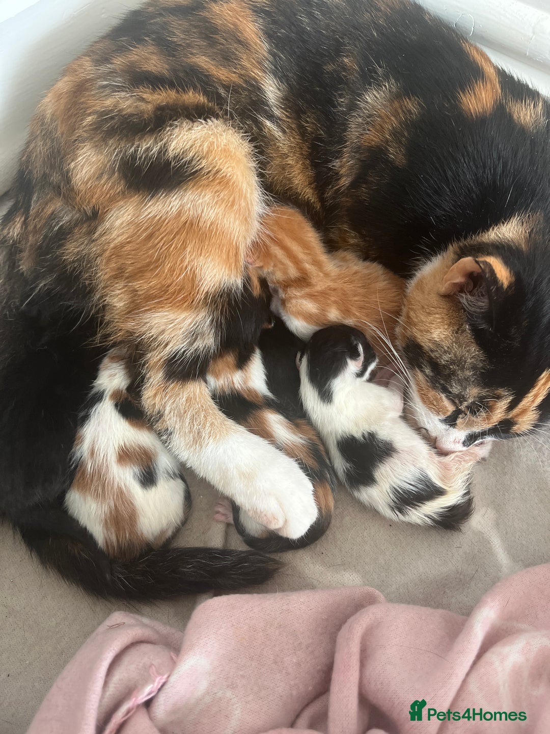 Mixed Breed cats for sale: Mixed breed kittens  - Image 1
