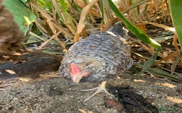 Chickens poultry for sale: 2 friendly lovely chickens and a rooster - Image 5