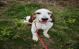 Mixed Breed dogs for adoption: Fun loving Griffon Phoenix looking for a home - Image 6
