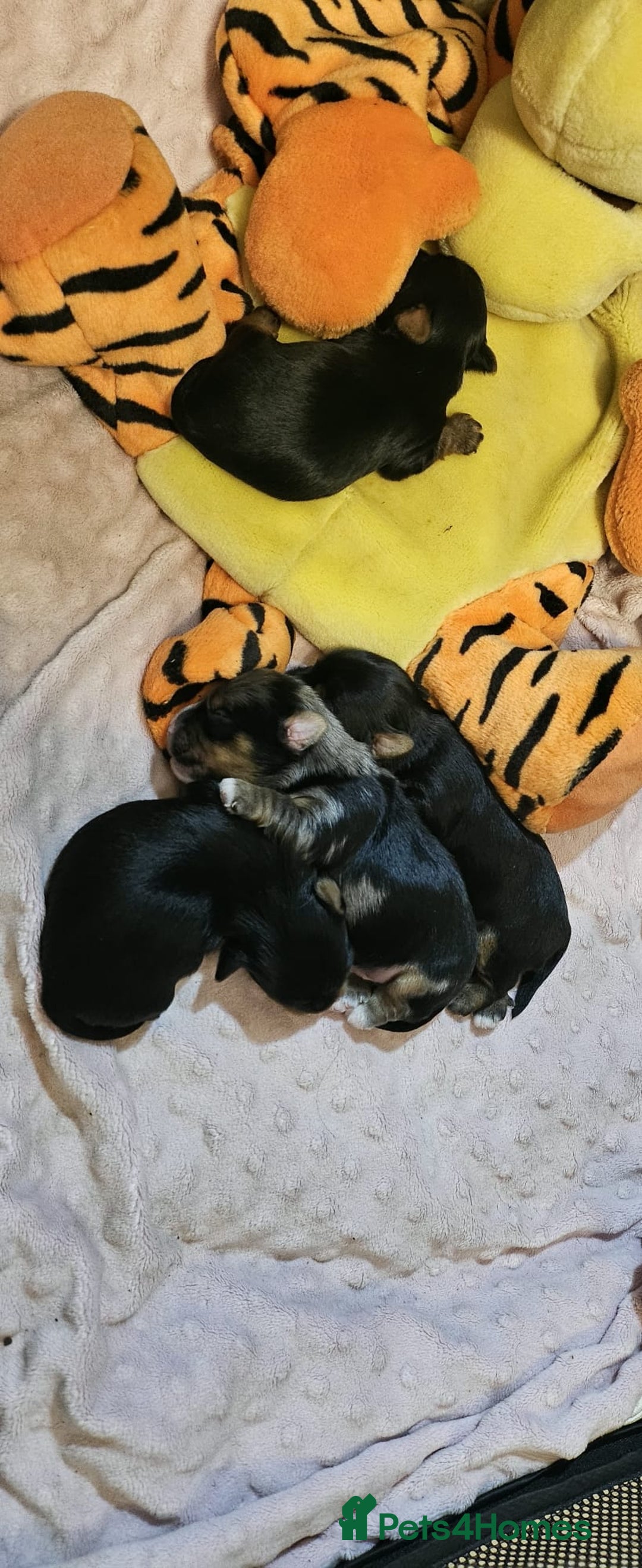 Yorkshire Terrier dogs for sale: Tiny Yorkshire Terrier with one boy merle - Advert 28