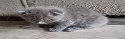 Scottish Fold cats for sale: Kittens everywhere! - Advert 7