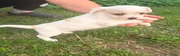 Mixed Breed dogs for sale: Frenchie cross poodle - Advert 5