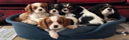 Cavalier King Charles Spaniel dogs for sale: Pedigree Cavalier King Charles Spaniel Puppies - Advert 12