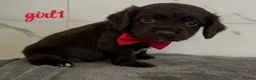 Cocker Spaniel dogs for sale: Cocker spaniel puppies for sale  - Advert 3