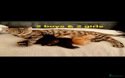 Mixed Breed cats for sale: Norwegian x pixiebob kittens mix available  - Image 23