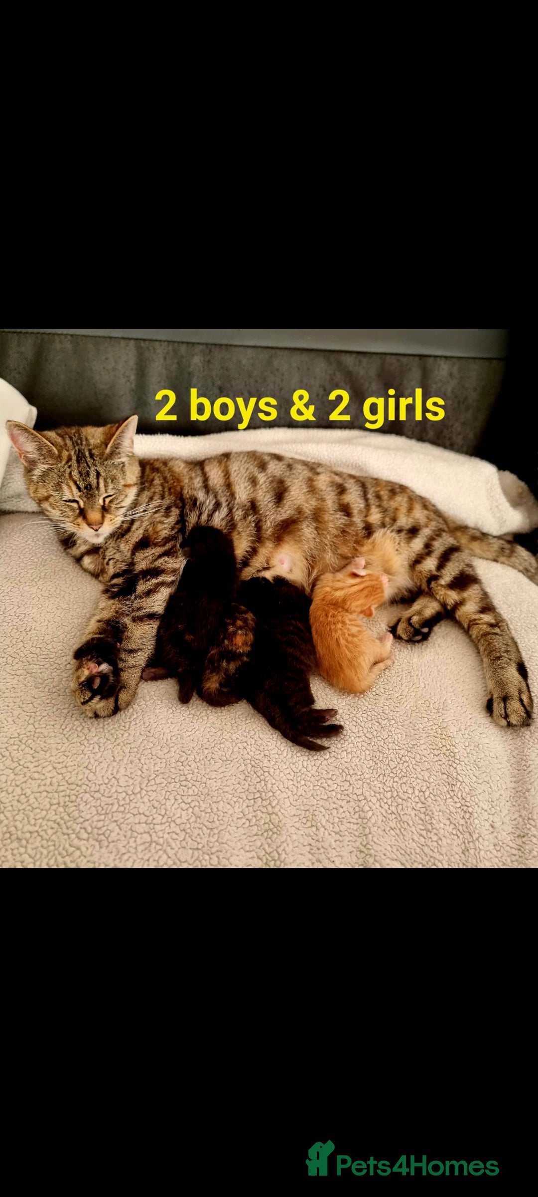 Mixed Breed cats for sale: Norwegian x pixiebob kittens mix available  - Image 23