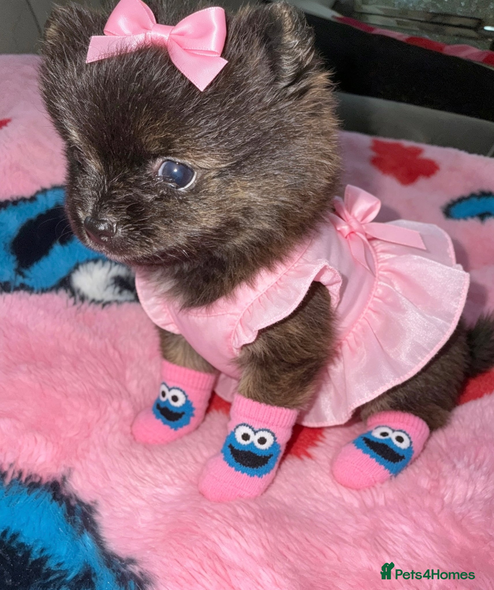 Pomeranian dogs ✨🐾1 Mini Pom Star Left🏆🐶🐾✨ - Advert 3