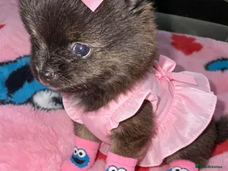 Pomeranian dogs ✨🐾1 Mini Pom Star Left🏆🐶🐾✨ - Advert 3