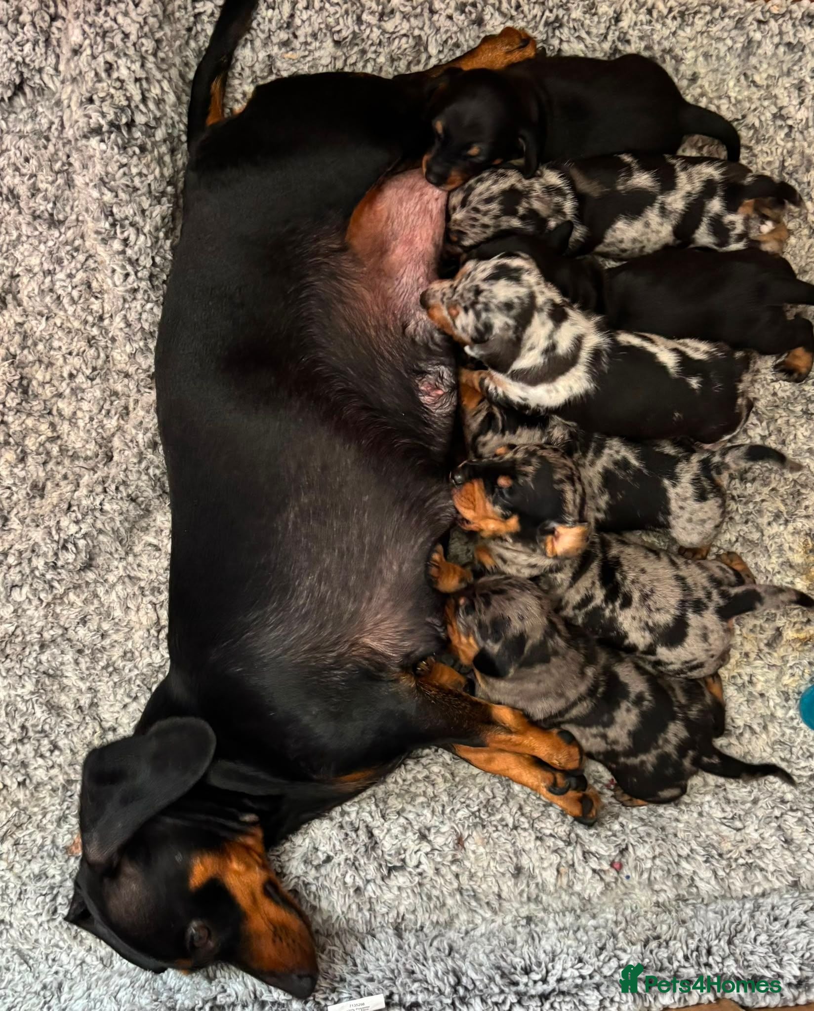 Miniature Dachshund dogs 🐶 Pure-bred Dachshund Puppies  - Advert 5