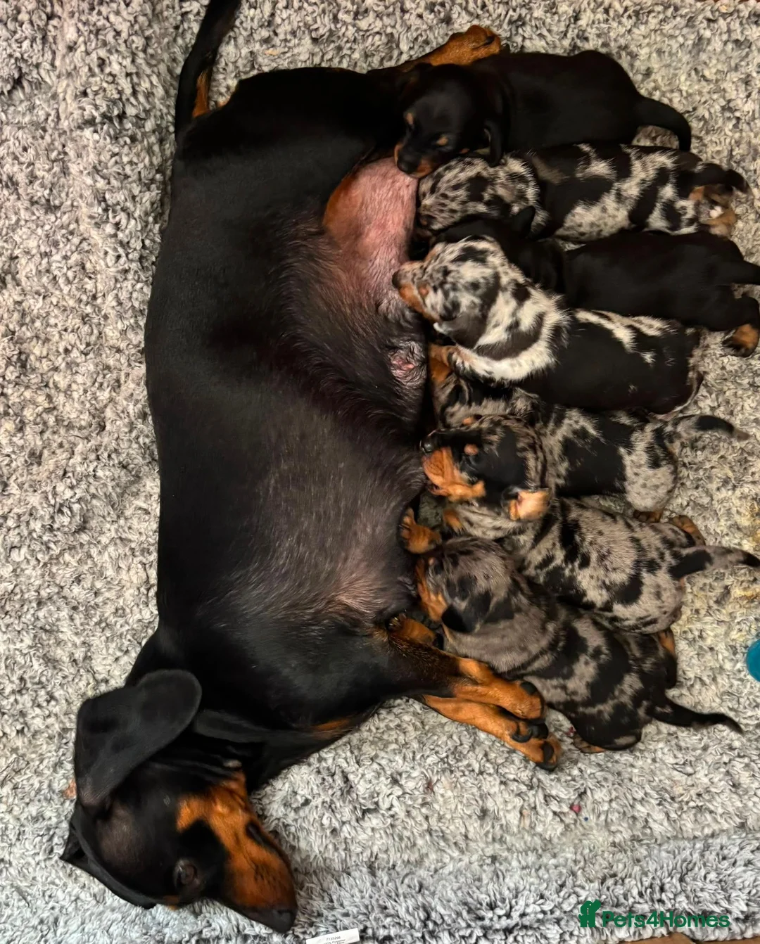 Miniature Dachshund dogs for sale: 🐶 Pure-bred Dachshund Puppies  - Advert 1