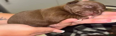 Chihuahua 2