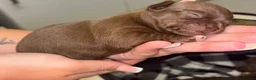 Chihuahua dogs for sale: 3 chihuahua puppy’s for sale - Advert 11