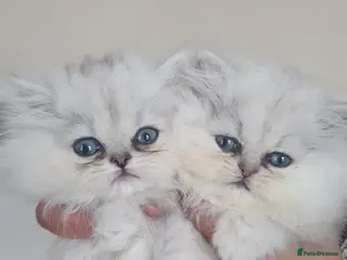 Persian cats 2 stunning boys left! - Advert 1