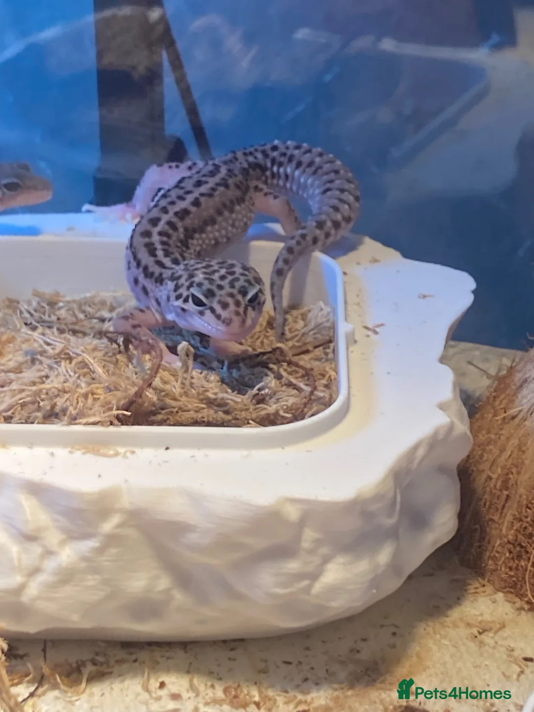 Gecko reptiles for sale: Lepard Geckos For Sale  - Advert 2