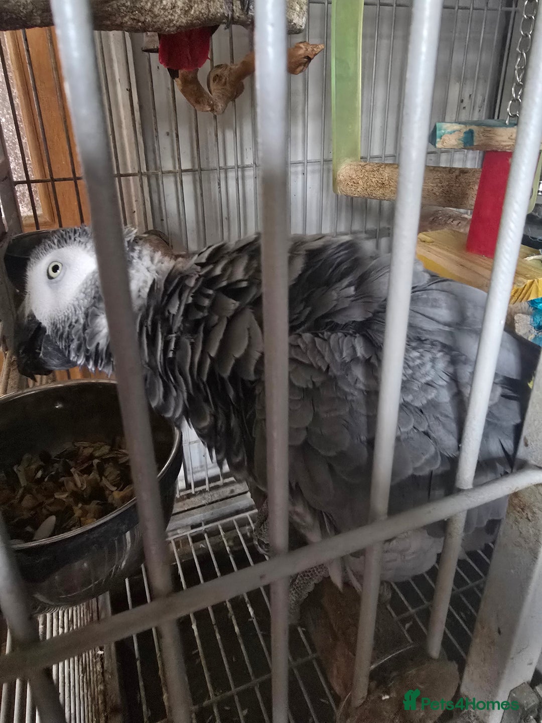 Parrots birds for sale: African grey  - Image 6