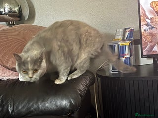 Domestic Shorthair cats **female British shorthair - Advert 1