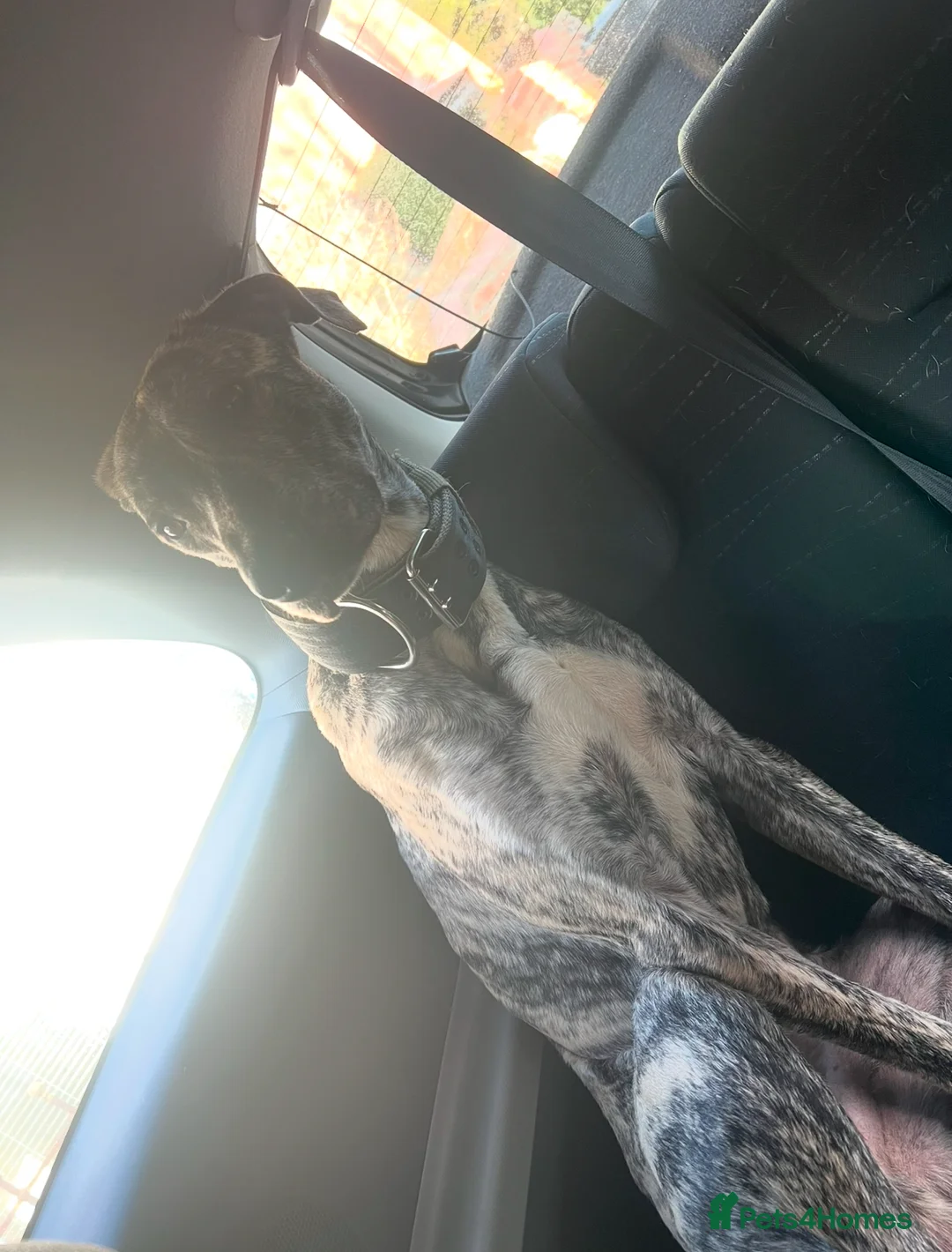 Mixed Breed dogs for sale: Ronnie - Bull Lurcher - 2years  - Advert 3