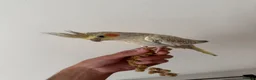 Cockatiels birds for sale: Beautiful hand tamed cockatiels  - Advert 6
