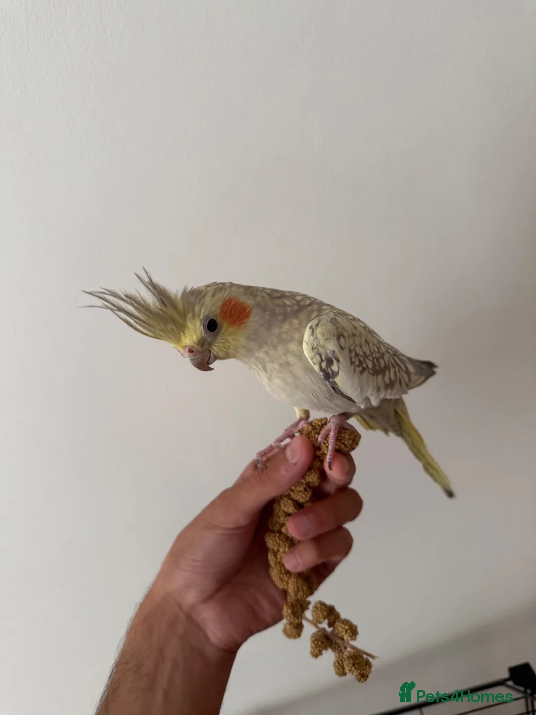 Cockatiels birds for sale: Beautiful hand tamed cockatiels  - Advert 6