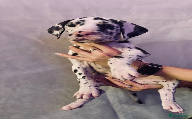 Great Dane dogs GREAT DANE PUPS KC REGISTERED  - Advert 12