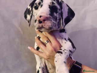 Great Dane dogs GREAT DANE PUPS KC REGISTERED - Advert 10