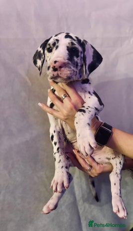 Great Dane dogs GREAT DANE PUPS KC REGISTERED - Advert 12