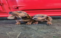 Miniature Dachshund dogs for sale: Miniature dachshund pups - Advert 2