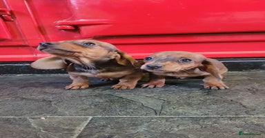 Miniature Dachshund dogs Miniature dachshund pups - Advert 3