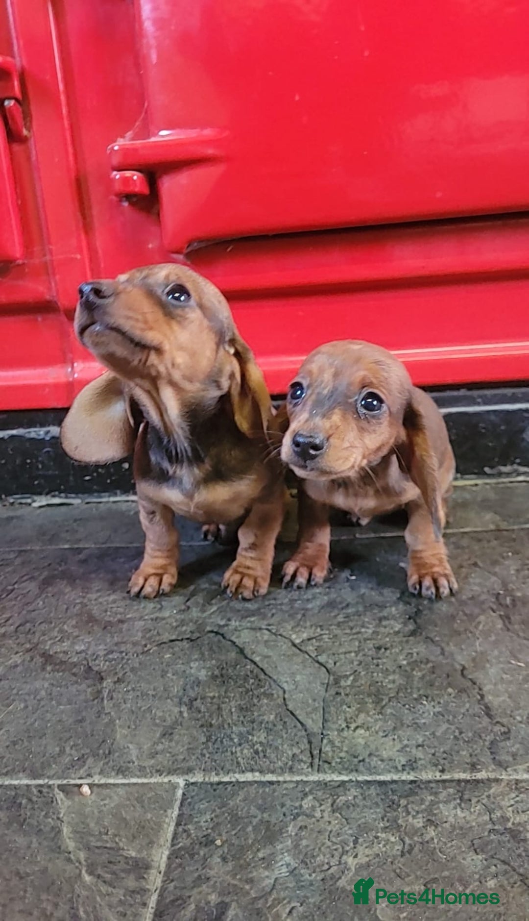 Miniature Dachshund dogs for sale: Miniature dachshund pups - Advert 2
