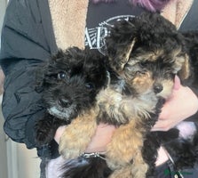 Yorkiepoo dogs - Advert 12