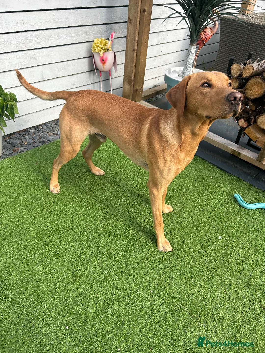 Labrador Retriever dogs for stud: 🌟 Kennel Club Registered Proven Labrador Stud 🌟 in Dundee - Advert 2