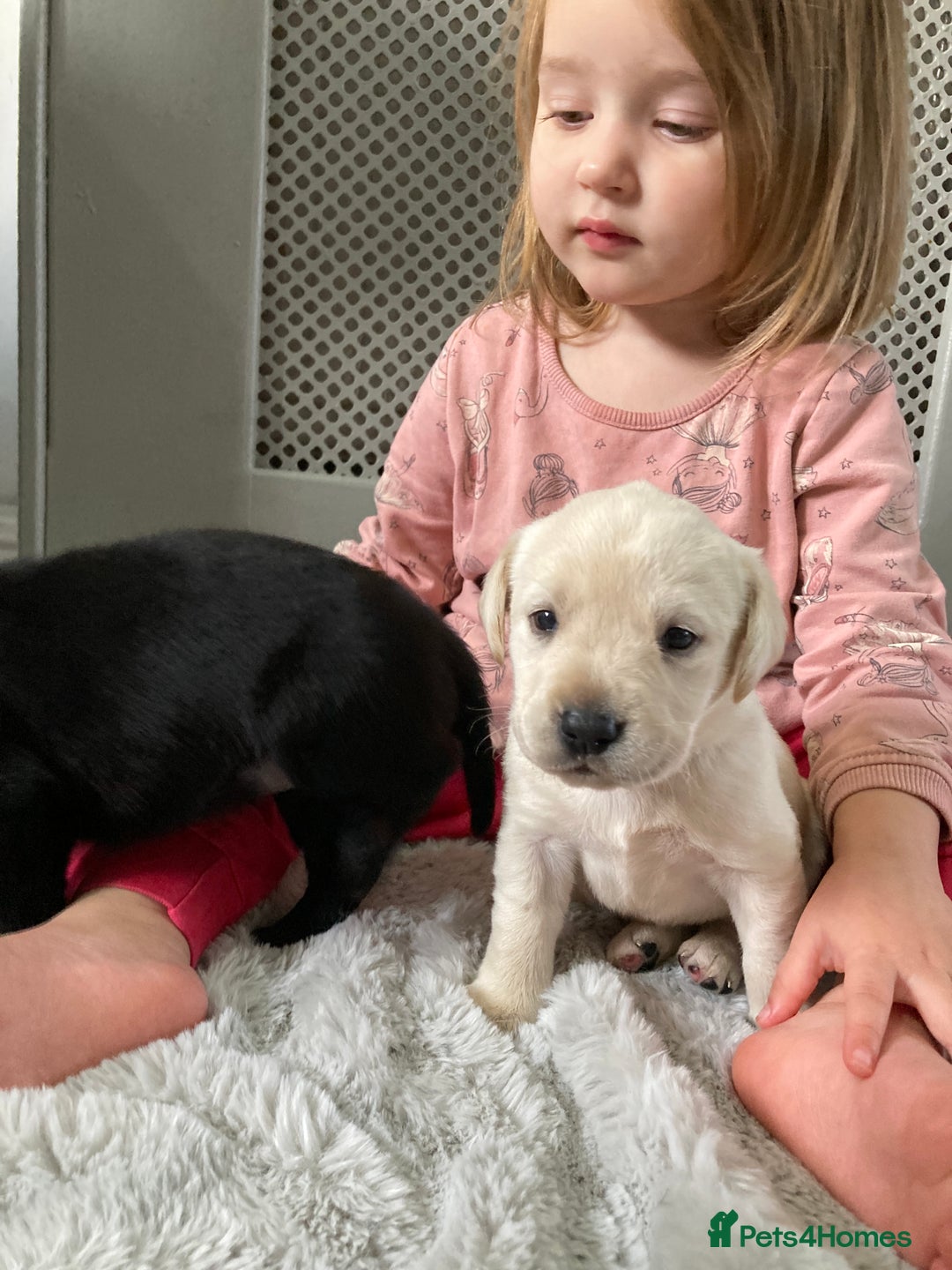 Labrador Retriever dogs for sale: 3 Color KC Labrador retriever 29. 11.2025 - Advert 19