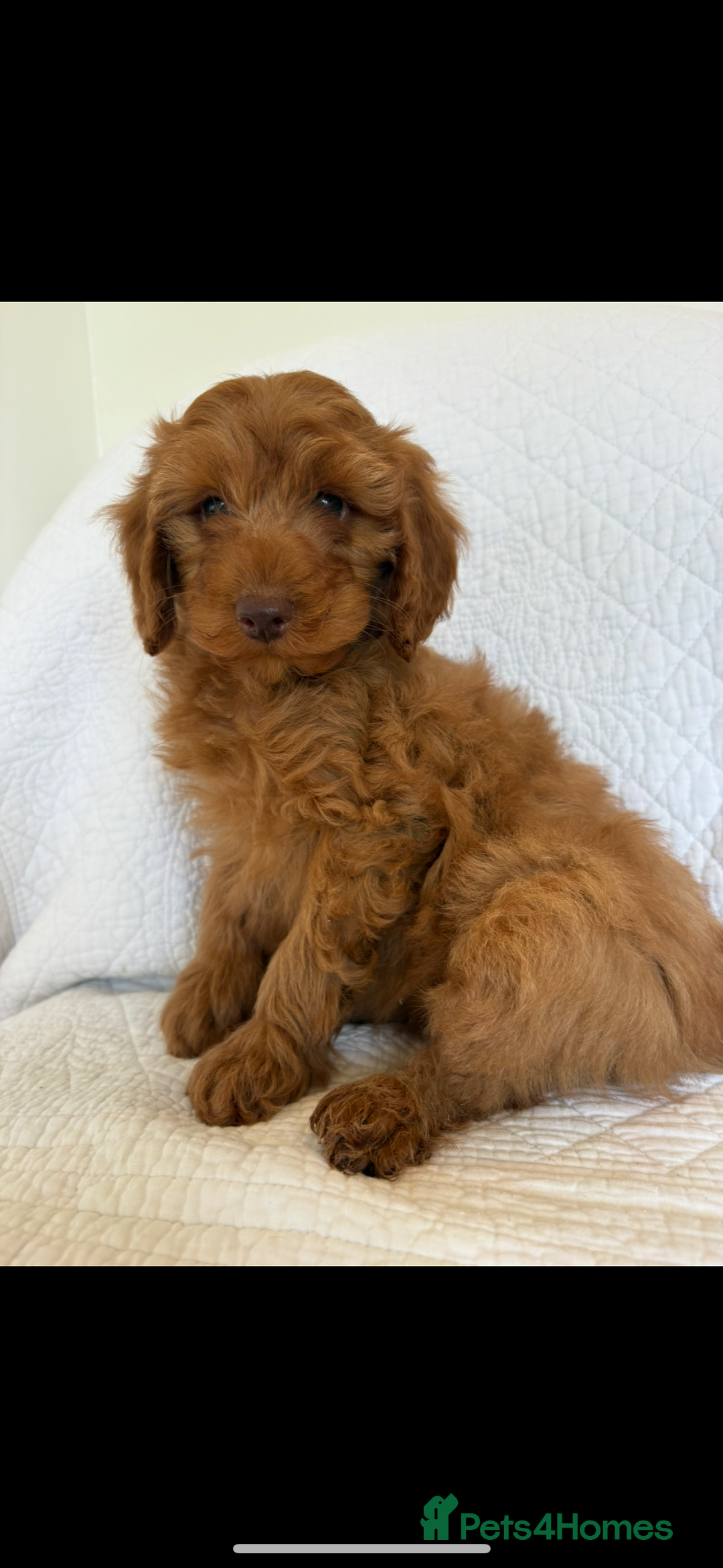 Labradoodle dogs for sale: LICENSED BREEDER F2b mini labradoodles - Image 26