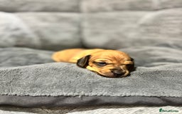 Miniature Dachshund dogs for sale: Beautiful Miniature Dachshund Puppies - Image 10