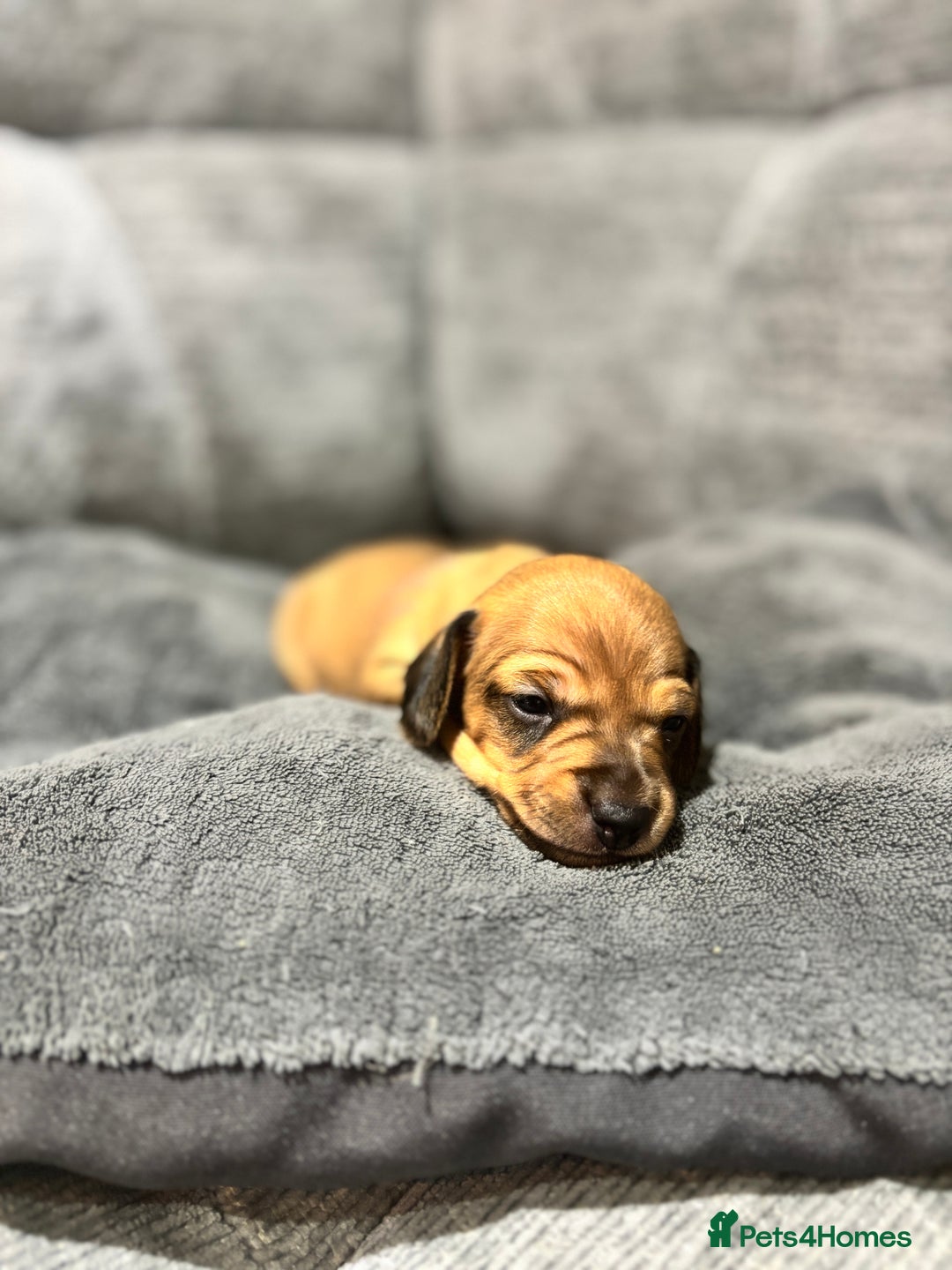 Miniature Dachshund dogs for sale: Beautiful Miniature Dachshund Puppies - Image 10