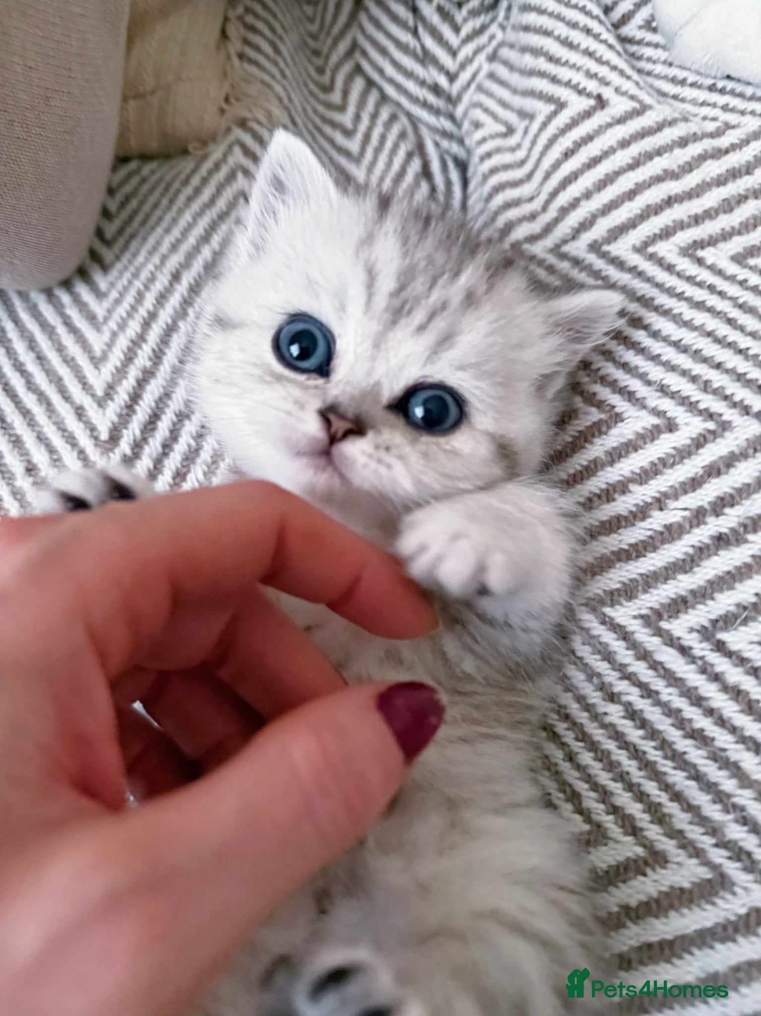 British Shorthair cats Beautiful blue eyed silver tabby BSH+BLH kittens  - Advert 1