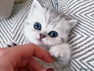 British Shorthair cats Beautiful blue eyed silver tabby BSH+BLH kittens - Advert 1