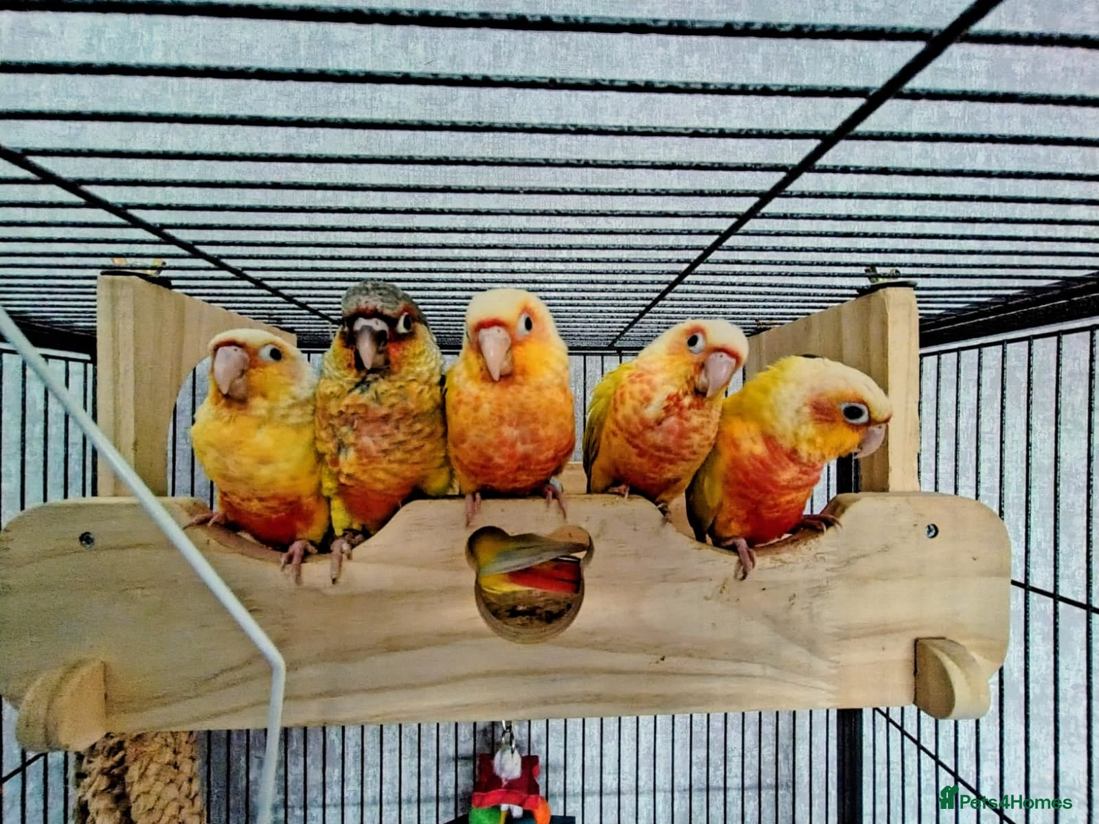 Conures birds Suncheek baby Handreared Conures - Advert 1