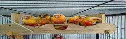 Conures birds for sale: Suncheek baby Handreared Conures - Advert 1