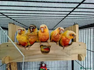 Conures birds Suncheek baby Handreared Conures - Advert 1