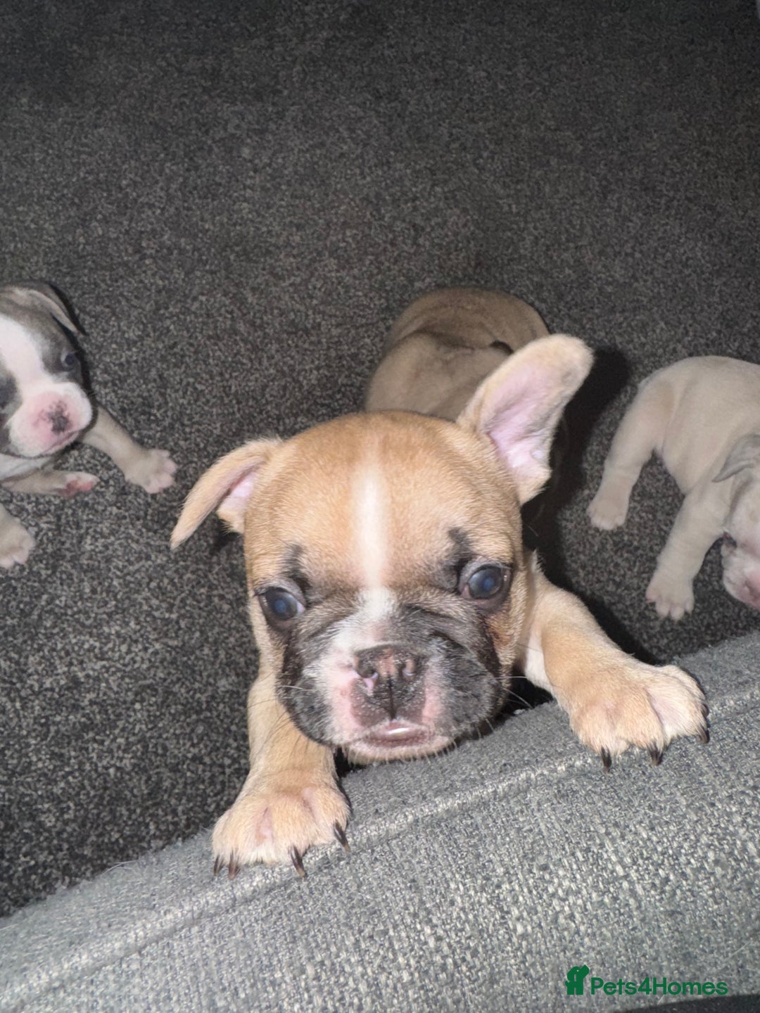 French Bulldog dogs for sale: DWKC Registered Puppies – Health Tested  - Advert 17