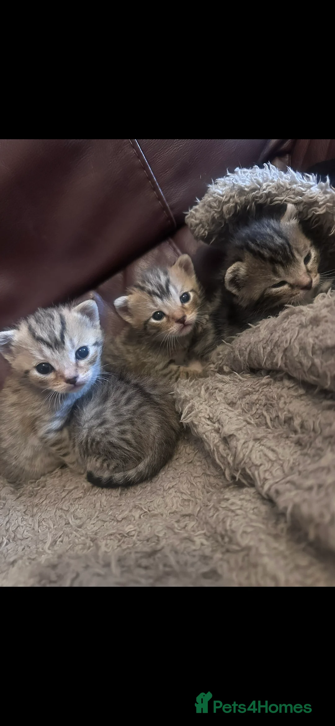 Domestic Shorthair cats for sale: 2 male 2 female tabby kittens ready to leave now - Advert 6
