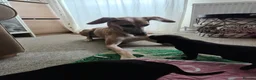 Mixed Breed dogs for sale: 🐾 Labrador × Whippet Puppies! 🐾 - Advert 13
