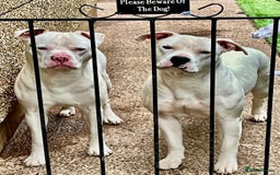 American Bulldog dogs for sale: Beautiful American bulldog puppies for sale - Image 5