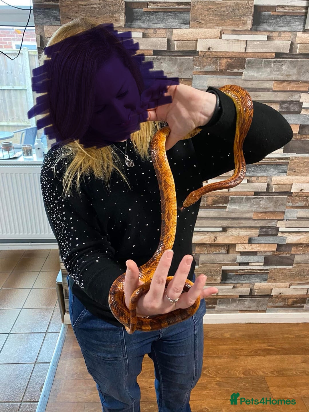 Corn Snake reptiles for sale: 10 years old comes with full set up - Advert 7