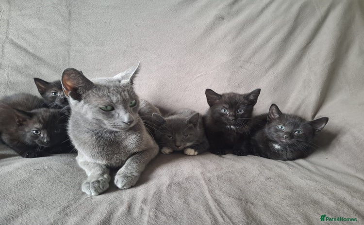 Mixed Breed cats - Advert 1