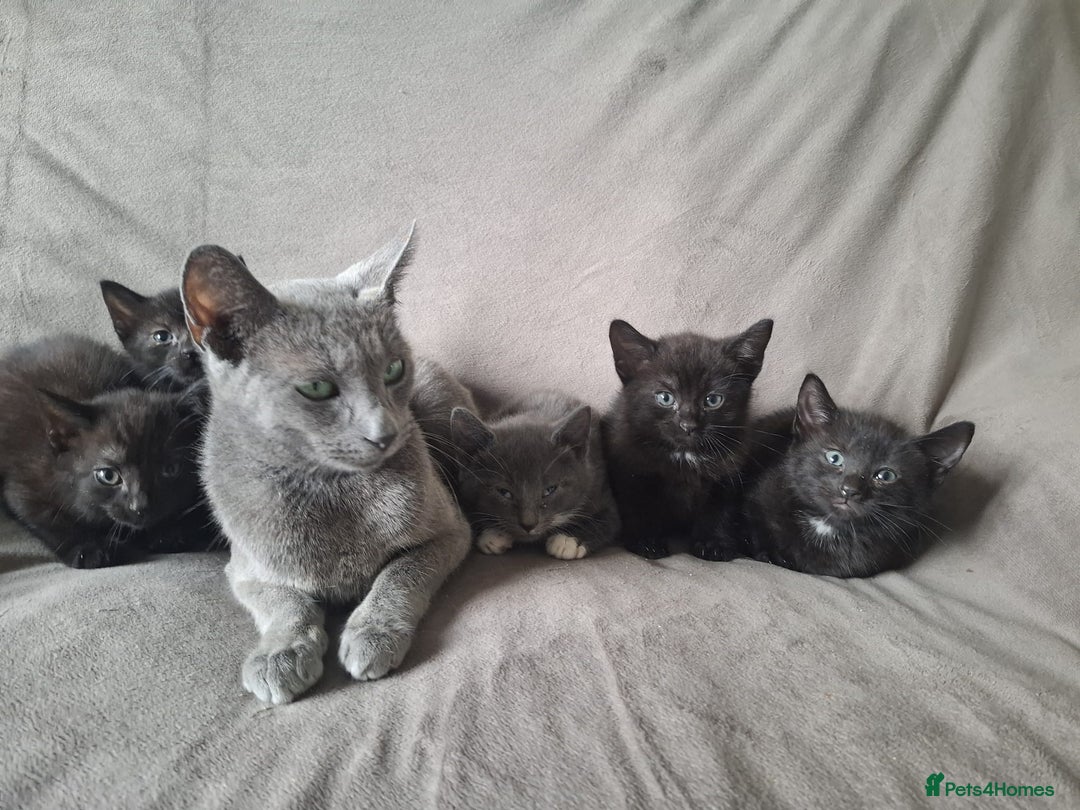 Mixed Breed cats for sale: Kittens for sale - Image 1
