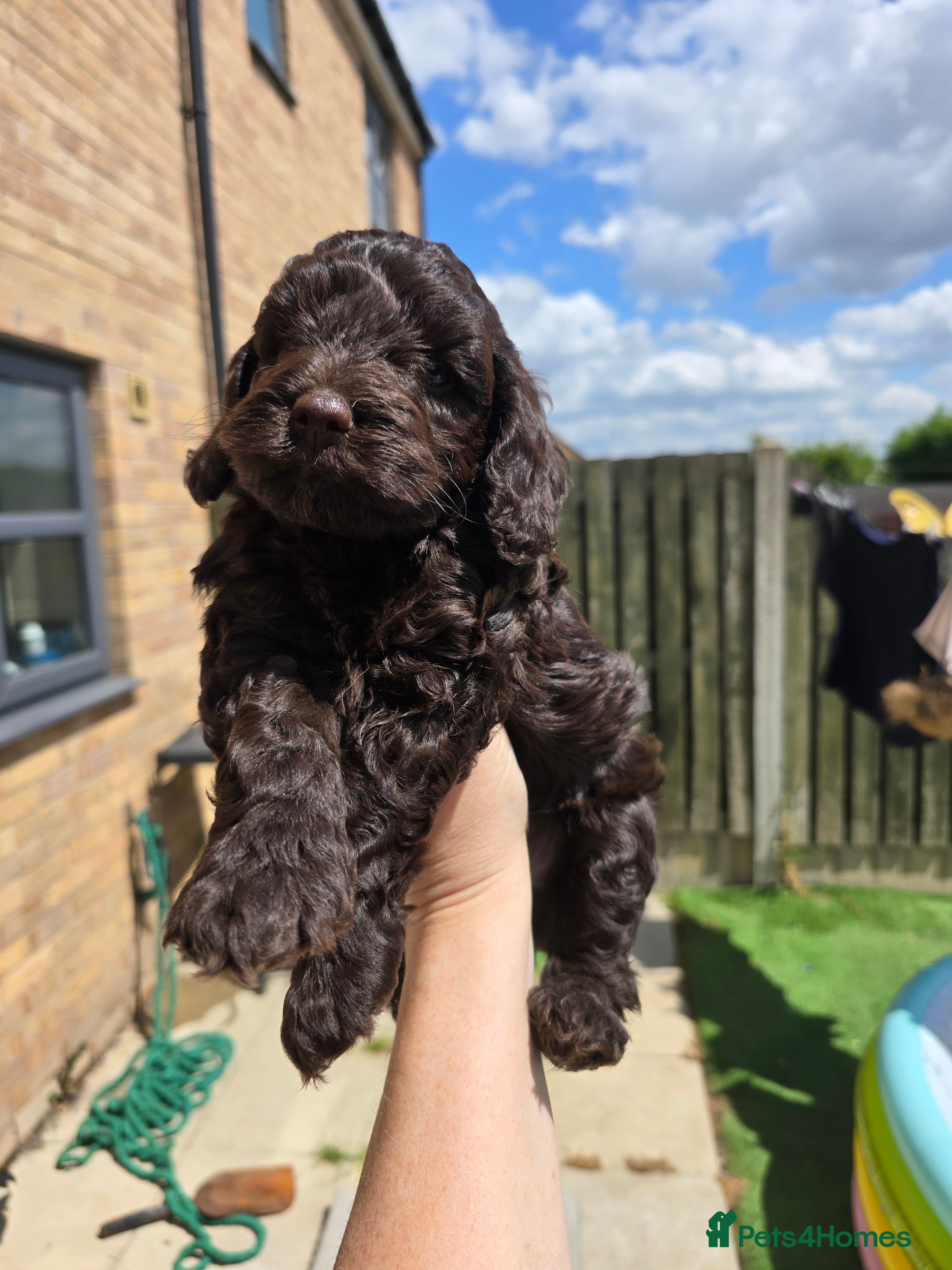 Cockapoo dogs Stunning homebred cockapoos - Advert 1