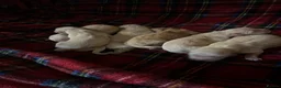Golden Retriever dogs for sale: Golden Retriever Puppies (From 2 x Champion line) - Advert 37