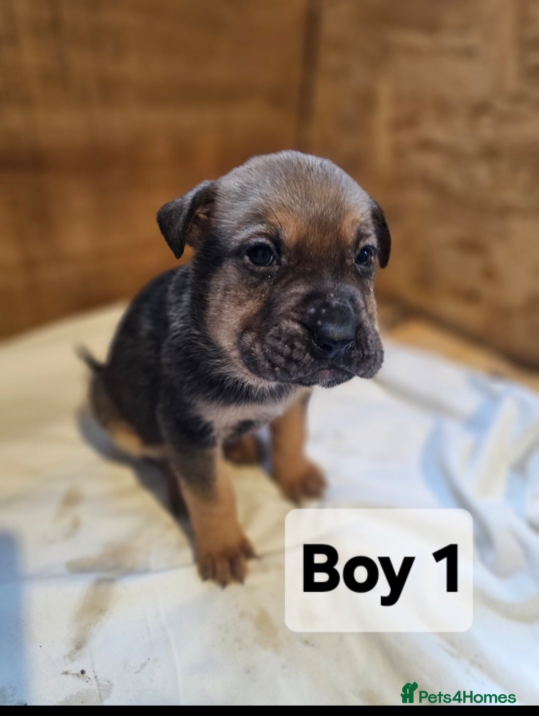 Mixed Breed dogs for sale: German shepard x rottweiler pups - Advert 4